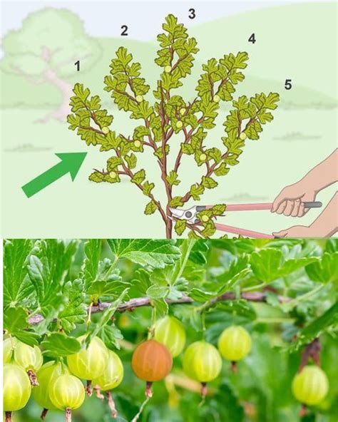 Stachelbeeren Wachstum, Ernte, Verwendung in Kuchen