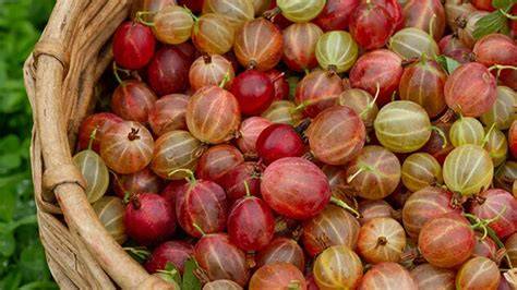 Stachelbeeren frisch geerntet