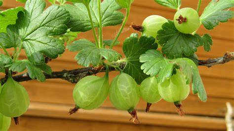 Stachelbeeren im Garten und auf dem Wochenmarkt