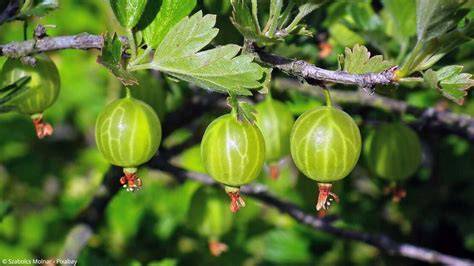 Stachelbeeren und Sauerkirschen: Ernte und Sorten