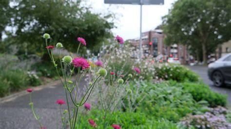 Stadtbienen auf verschieden blühenden Pflanzen