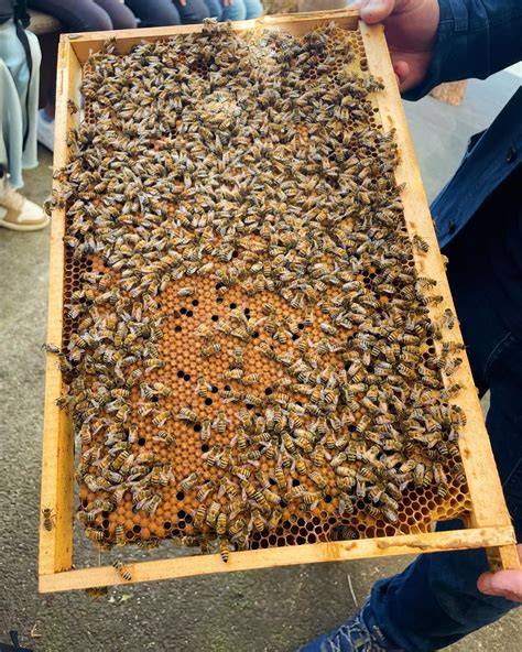 Stadthonig: Bienen in einer Kleingartenanlage in Bochum