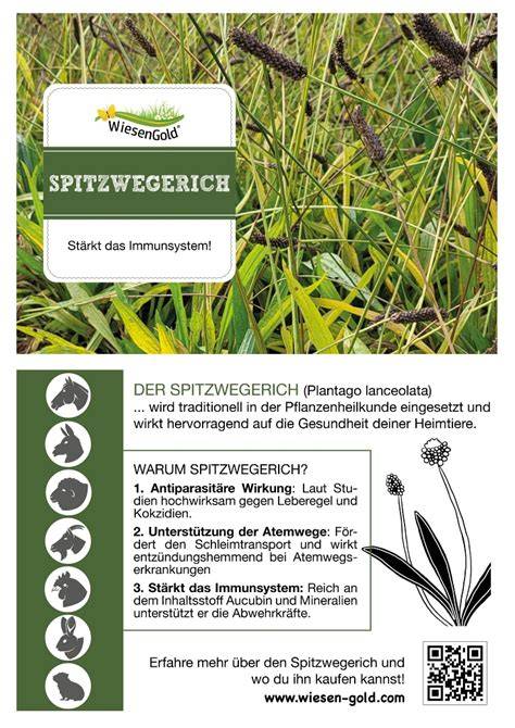 Standorte des Spitzwegerich: Wiese und Wegrand
