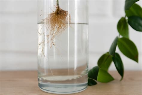Stecklinge im Wasserglas