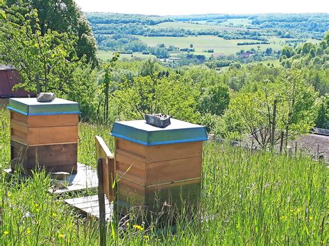 Steirische Imkerei auf Streuobstwiese, Bienenstöcke und Carnica-Bienen