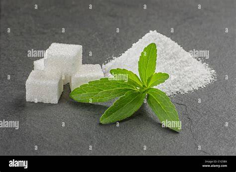 Stevia Blätter und Stevia-Pulver