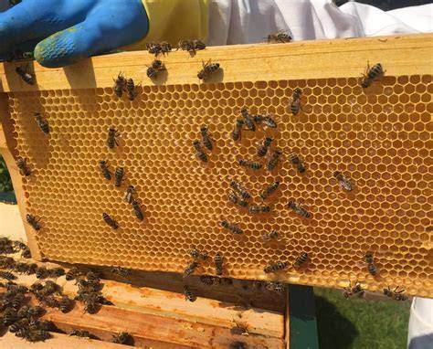 Stimmungsbild: Imkerverein, gemeinsames Arbeiten mit Bienen