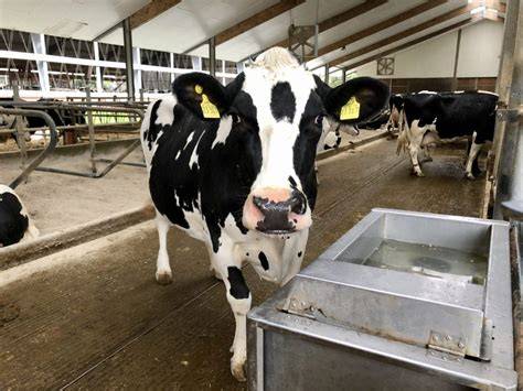 Stimmungsbild: Milch & Honig Stillleben neben Flüssigseifenspender