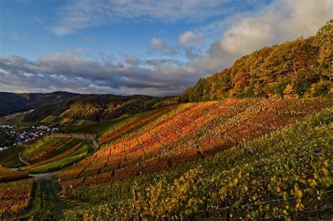 Stimmungsfoto: Herbstliche Langhe-Hügel, Nebel, Weinberge, Trüffelsuche