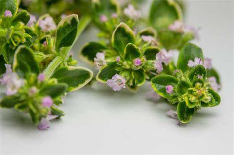Stimmungsvolle Makro-Aufnahme: Zitronen, Zitronenthymian, Beeren und essbare Blüten auf Holzbrett