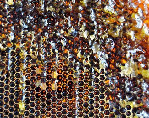 Stockbienen bei der Bearbeitung von Nektar in Waben