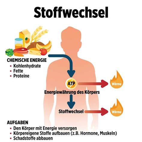 Stoffwechsel und Immunabwehr: Honig-Zimt-Wasser