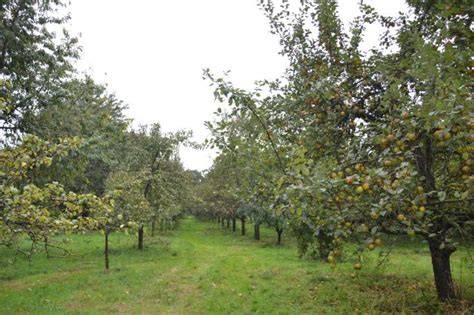 Streuobstwiese mit Mispeln und alten Apfelsorten