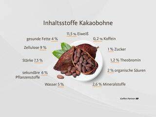 Struktur einer Kakaobohne und Inhaltsstoffe (Flavonoide, Theobromin, Magnesium)