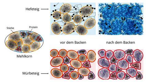 Struktur eines Hefeteigs während der Gärung