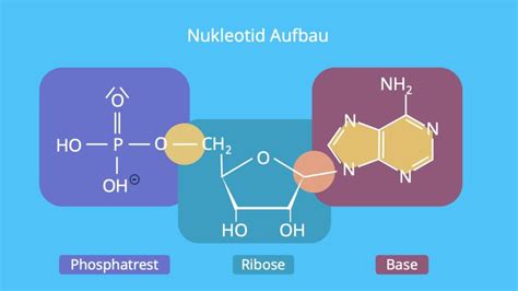 Struktur eines Nukleotids: Phosphat, Desoxyribose und Base