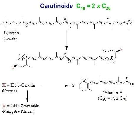 Struktur und Wirkung von Carotinen und Carotinoiden