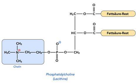 Struktur von Lecithin und Funktionen