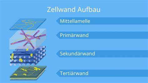 Struktur von Pektin, Zellwand, Gelnetzwerk in Marmelade