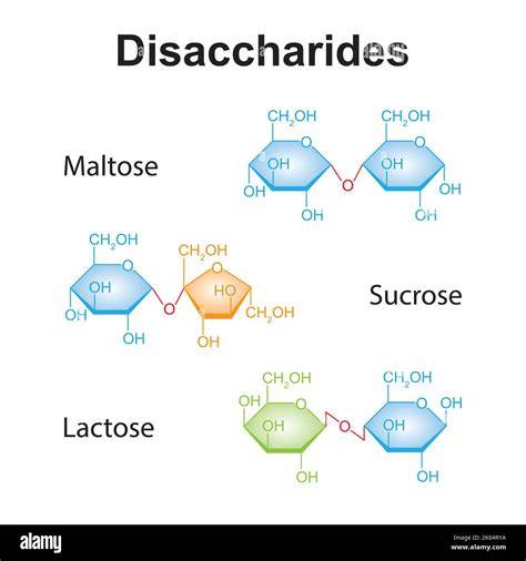 Strukturen: Saccharose, Maltose, Lactose