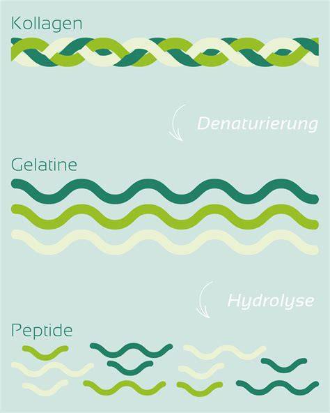 Studienüberblick zu Kollagenpräparaten