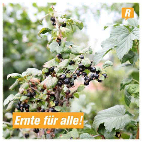Superfoods: Johannisbeeren, Kaki, Aronia