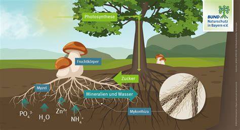 Symbiose zwischen Trüffeln und Bäumen