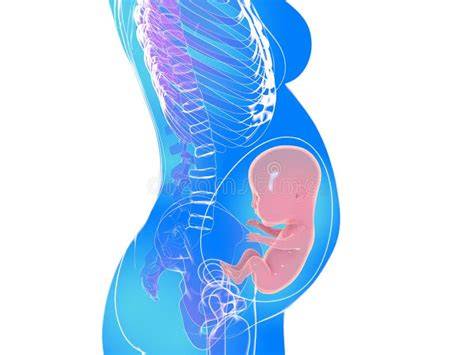 Symbolische Darstellung der Darmfloraentwicklung beim Baby