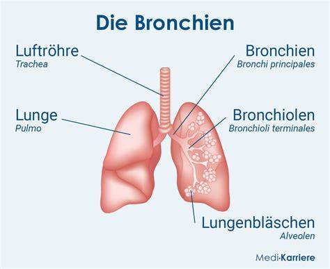 Symbolische Darstellung des Wirkmechanismus von Thymian auf die Bronchien