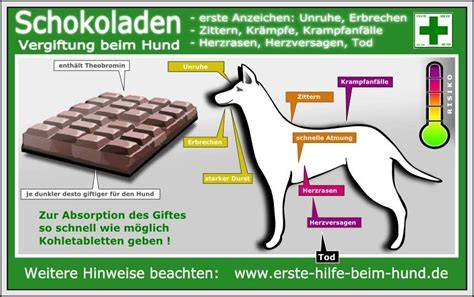 Symptome einer Schokoladenvergiftung bei Hunden grafisch dargestellt