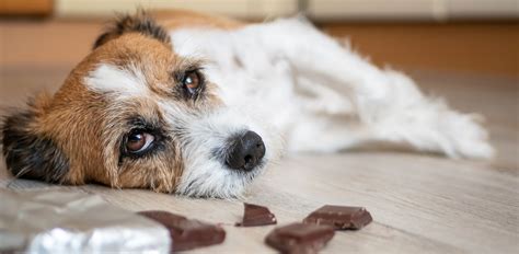 Symptome einer Schokoladenvergiftung beim Hund