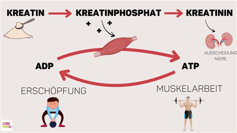 Synergien von Casein mit Kreatin und Magnesium für optimale Regeneration
