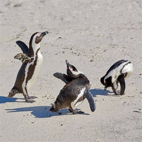 Szene: Maulwurf und Pinguine am leeren Kuchenteller