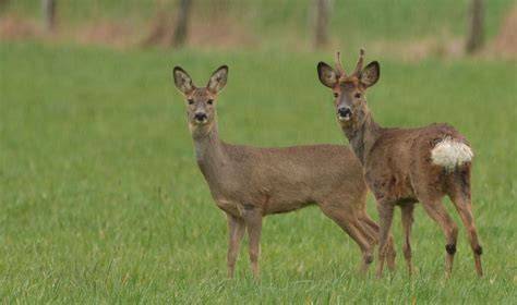 Szene: Rehe und Hirsche auf frostiger Wiese bei der Nahrungssuche