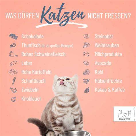 Tabellenübersicht: Giftige Lebensmittel für Katzen