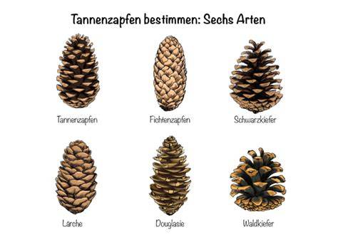 Tannenzapfen und Nadelbaum Bestimmung