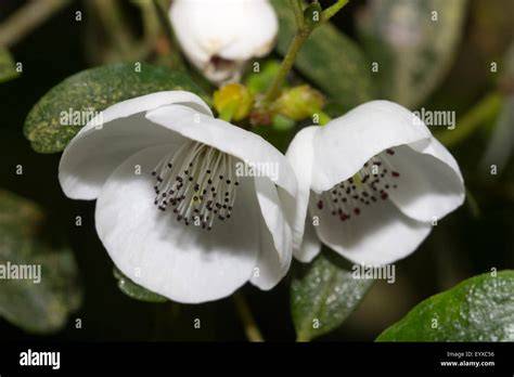 Tasmanische Regenwälder und Leatherwood-Blüte in Nahaufnahme