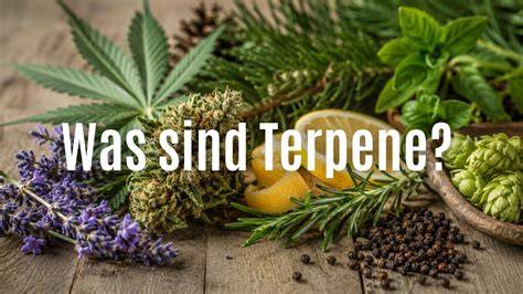 Terpenrad: Caryophyllen, Limonen, Myrcen mit zugeordneten Geschmacksankern (Schoko, Zitrus, Beeren)