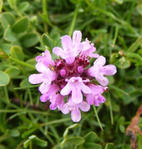 Thymian-Blüte und Pinienwald: Ursprung berühmter Honige