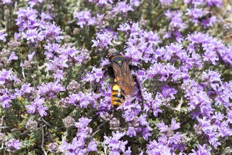 Thymianblüten auf Kreta
