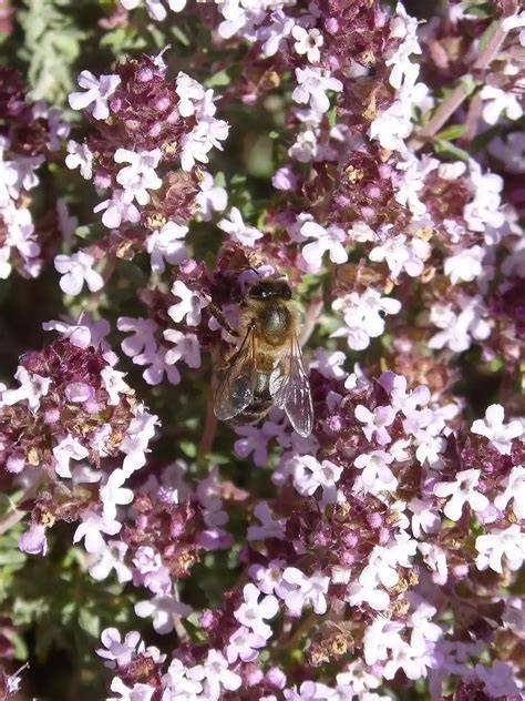 Thymianblüten und Biene - Grundlage für Thymianhonig