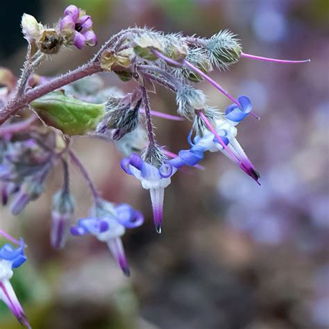 Thymianpflanze mit hellvioletten Blüten