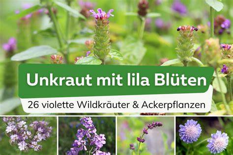 Thymianpflanze mit rosa Blüten und filzigen Blättern