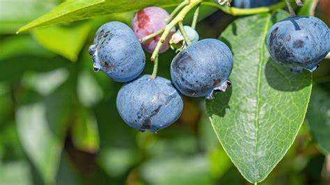 Tiefgekühlte vs. frische Blaubeeren im Vergleich
