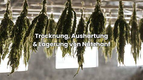 Tipps für Salbeiernte und Trocknung