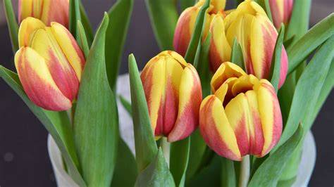 Tipps zum Anschnitt von Tulpenstielen