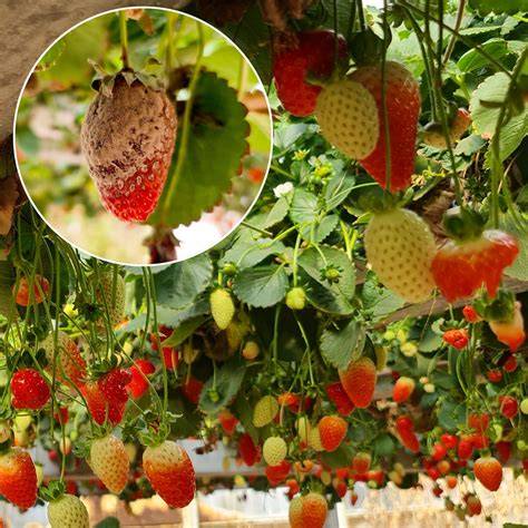 Tipps zur Vermeidung von Schimmel in Marmelade