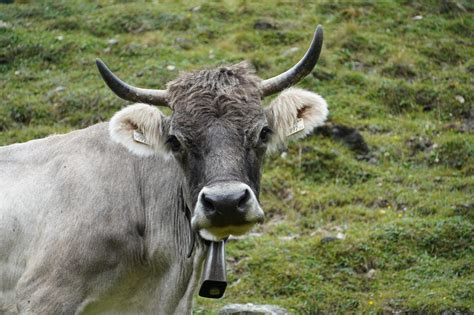 Tiroler Alpen, Tiroler Grauvieh und Milch für Schokolade