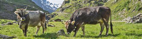 Tiroler Grauvieh auf Almen und Milchgewinnung