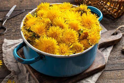 Topf mit gelben Löwenzahnblüten und Zitronenscheiben beim Kochen